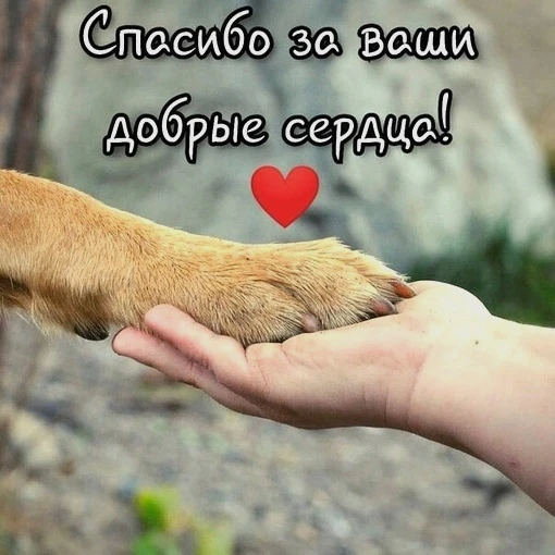 Всем привет от Бубы -СЧАСТЛИВЧИКА! У Бубы всë хорошо! На приём его свозили, поставили у...