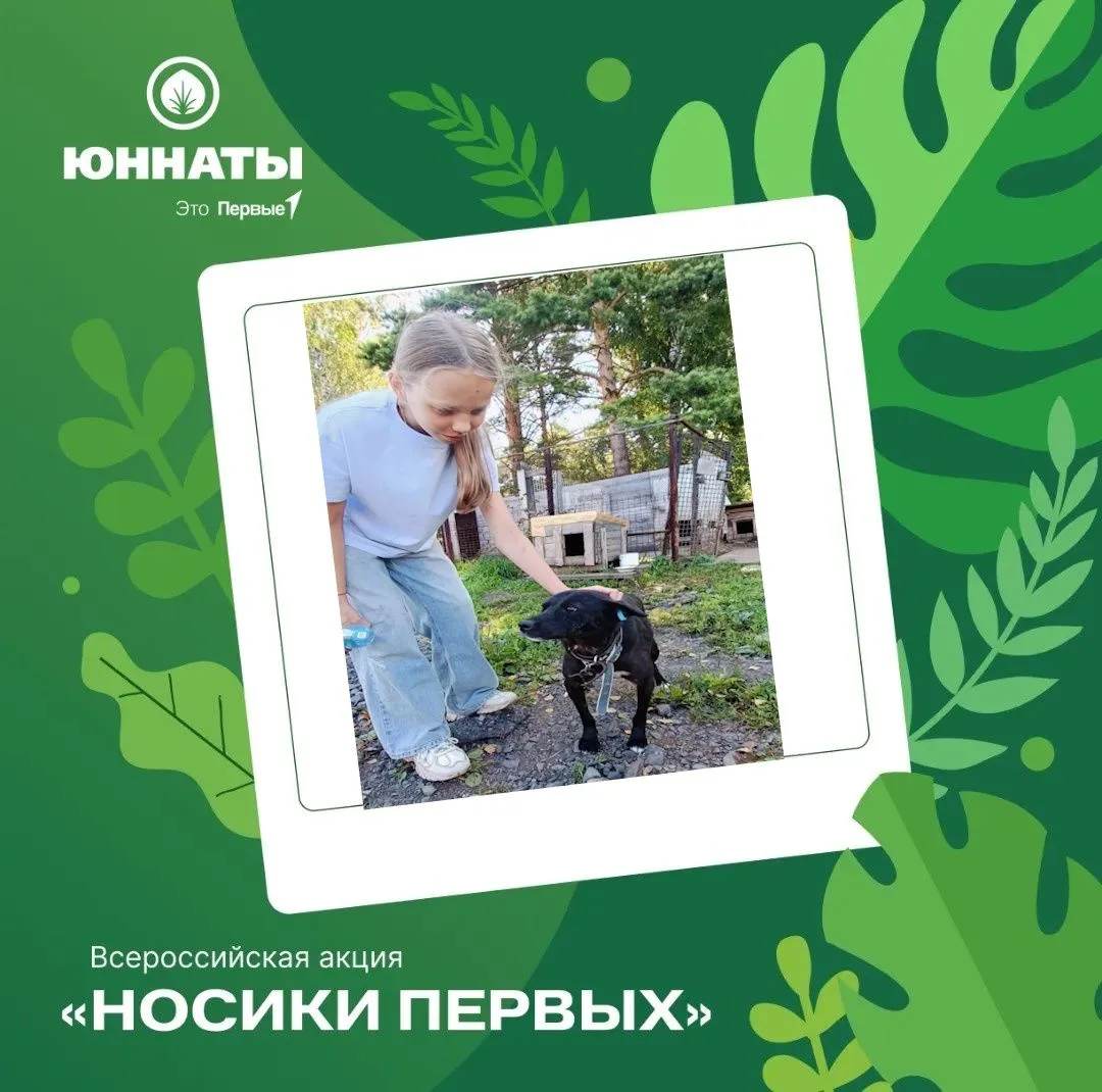 Их не купили в магазине, их выбрали когда-то сердцем.  Эти собаки жили в уюте, спали в ...