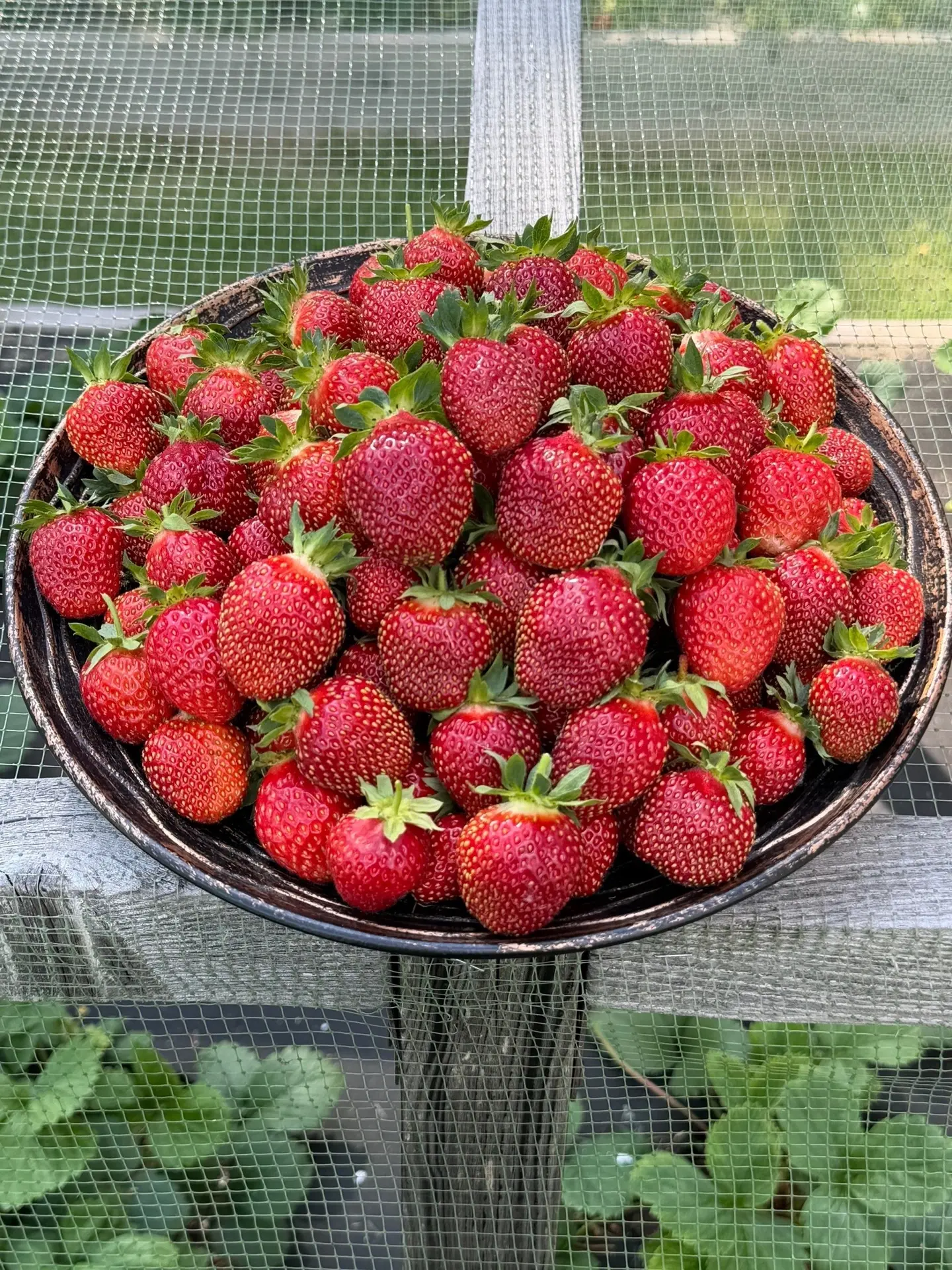 🍓 Пермячка Яна Редозубова показала свой июньский урожай ароматной и сладкой клубники. 

А вы уже ел