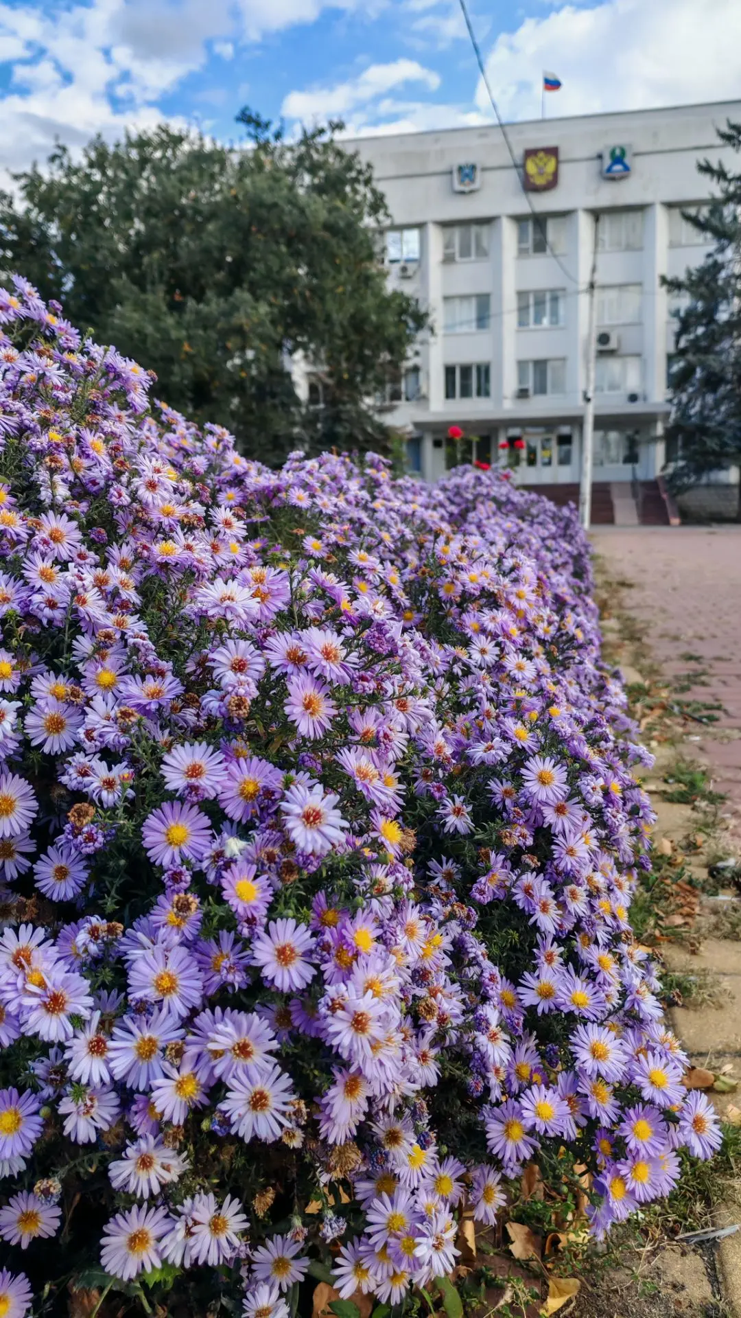 Осенних цветочков в ленту Вам 😍