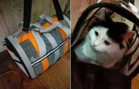 Ищут хозяина пушистика!