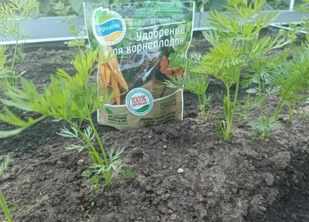 📌МОРКОВЬ. 
 
В период наращивания корнеплода моркови необходим калий (зольный настой, монокалий фос