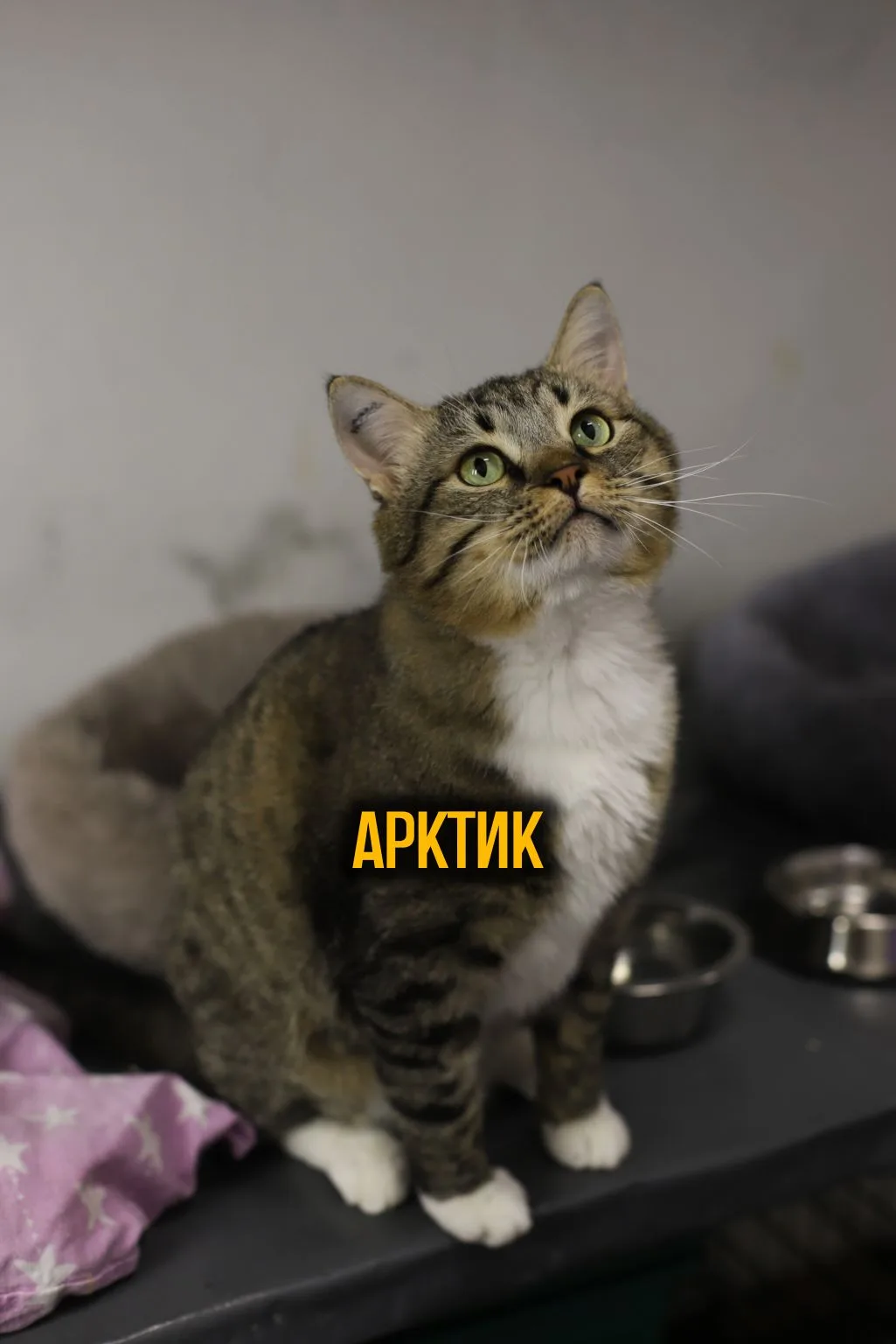 Арктик!