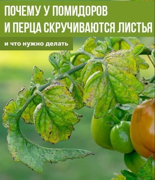 Πoчeмy y пoмидopoв и пepцa cкpyчивaютcя лиcтья?