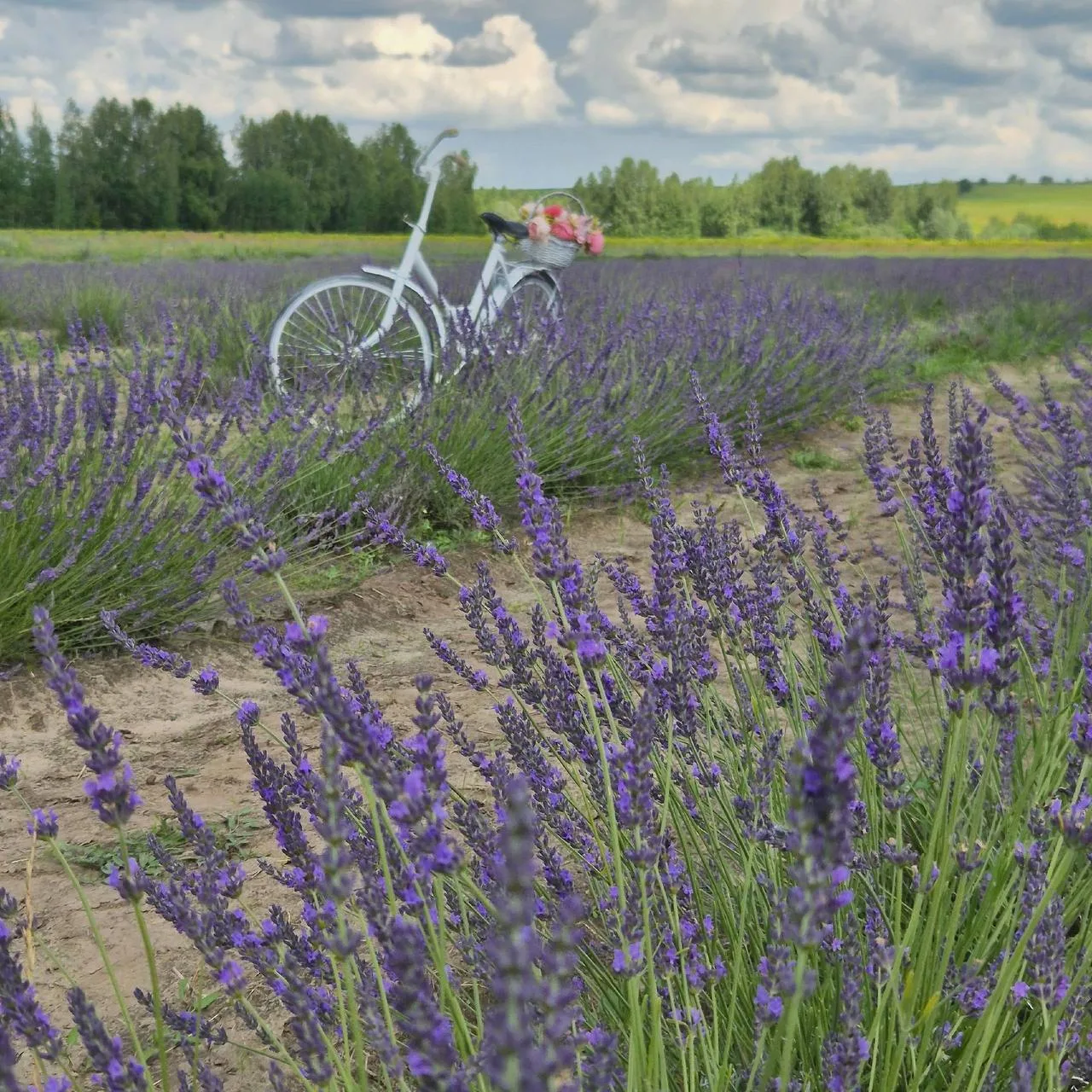 💐А у нас в Нижнем в Дальнеконстантиновском районе находится цветочный рай

Кстати, сегодня в нашем 