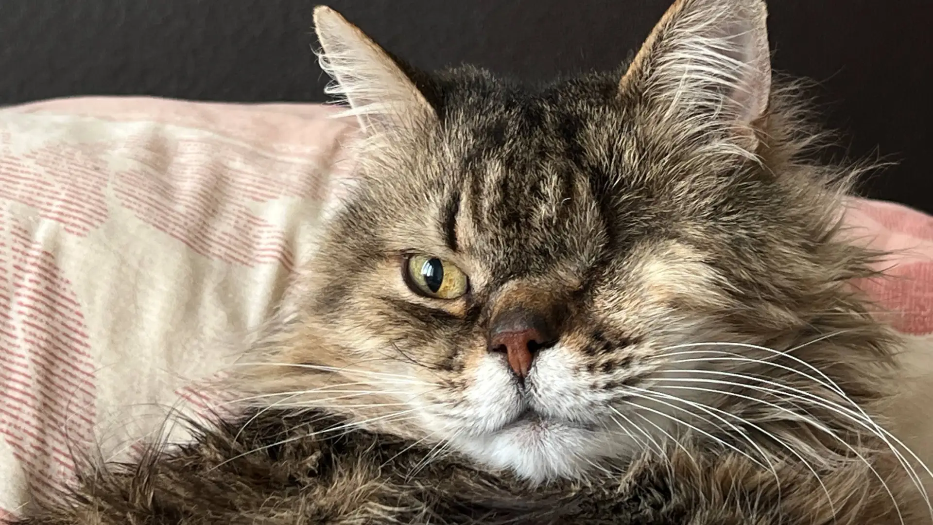 Смотрите, какой красавец стал!😺