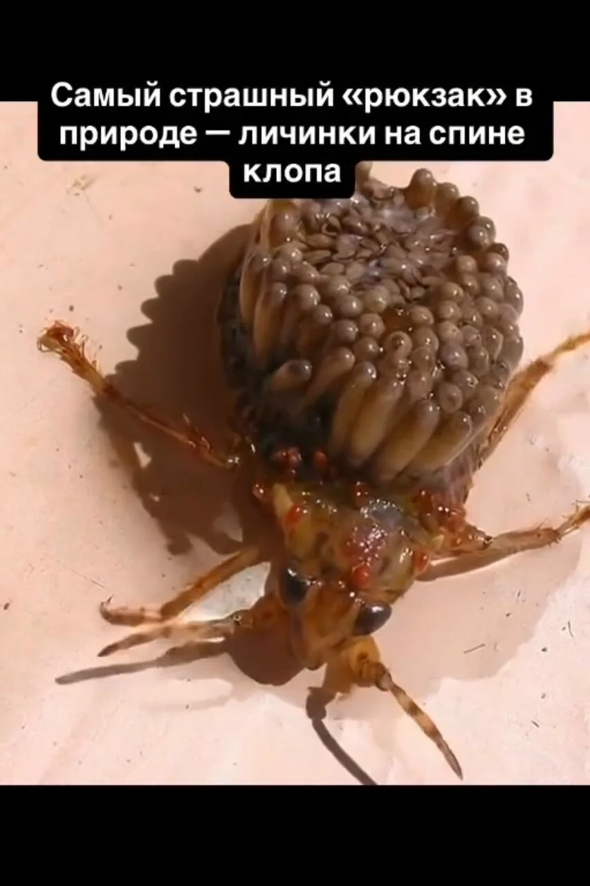 водяной клоп (или похожий водный клоп), полностью покрытый личинками паразитических вод...