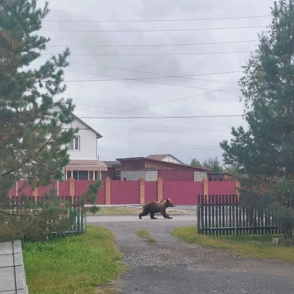 В 100 км от Тюмени в центре поселка Туринская слобода (Свердловская область) замечен ме...
