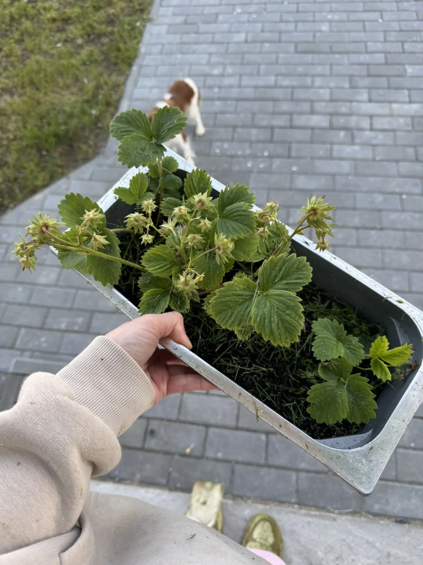 Наша первая клубника 🍓 
Соседи подарили 🙌🏼

Конечно мне уже хочется облагораживать участок, но по