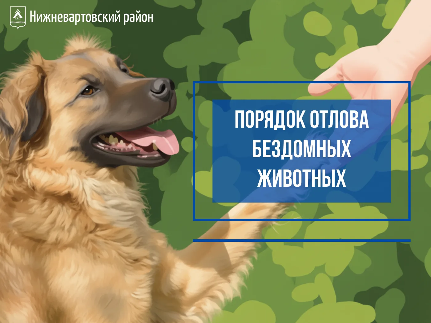 Порядок отлова бездомных животных