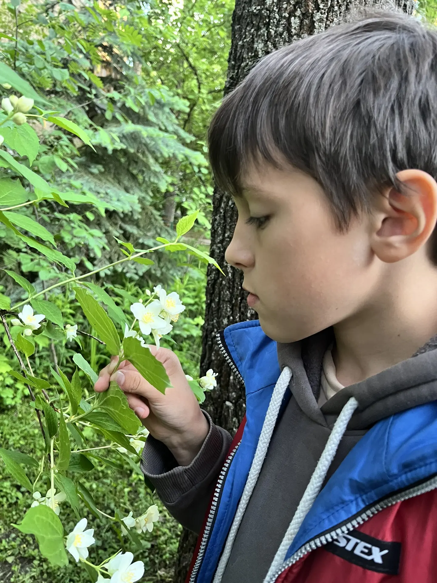 Во дворе цветет жасмин 🌿такой душистый 🥰