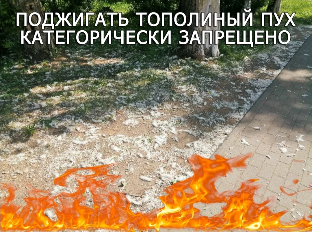 ⛔Тополиный пух, жара, июнь
 
Улицы и дворы покрылись тополиным пухом, который иногда становится очаг