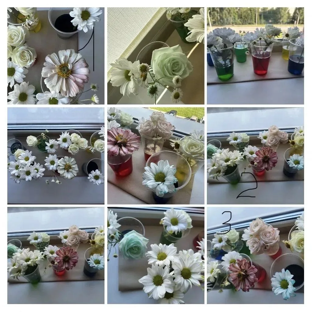 🌺 Для своего эксперимента мы купили кустистую розу, кустистую хризантему, срезали в ле...