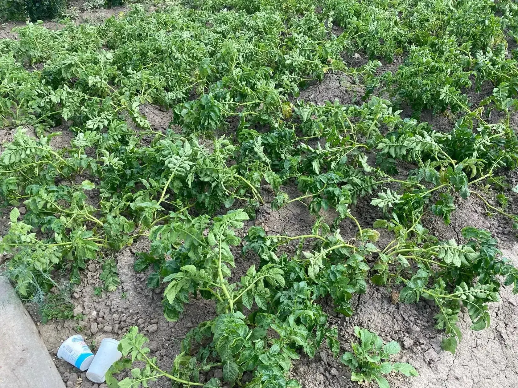 Ботва картофеля легла. Что делать? 🥔

Многие дачники пугаются, когда картофель внезапно полегает. Н
