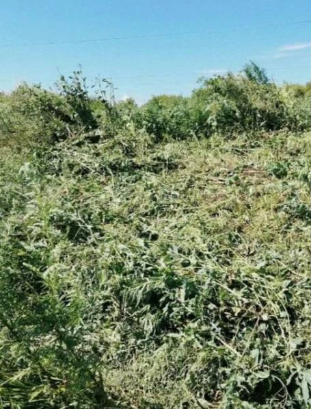 ❗️Под Ливнами нашли сотни кустов конопли.

В Ливенском районе сотрудники полиции обнаружили крупные 