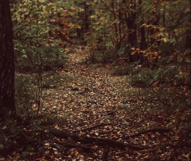 Езжу каждый день за дровами, работаю в лесу 🪵🌲