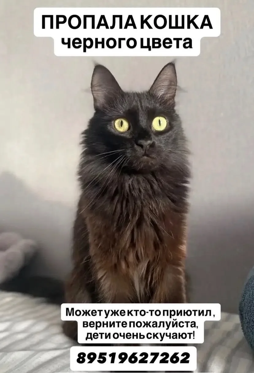 ПРОПАЛА кошка СНТК Калинка