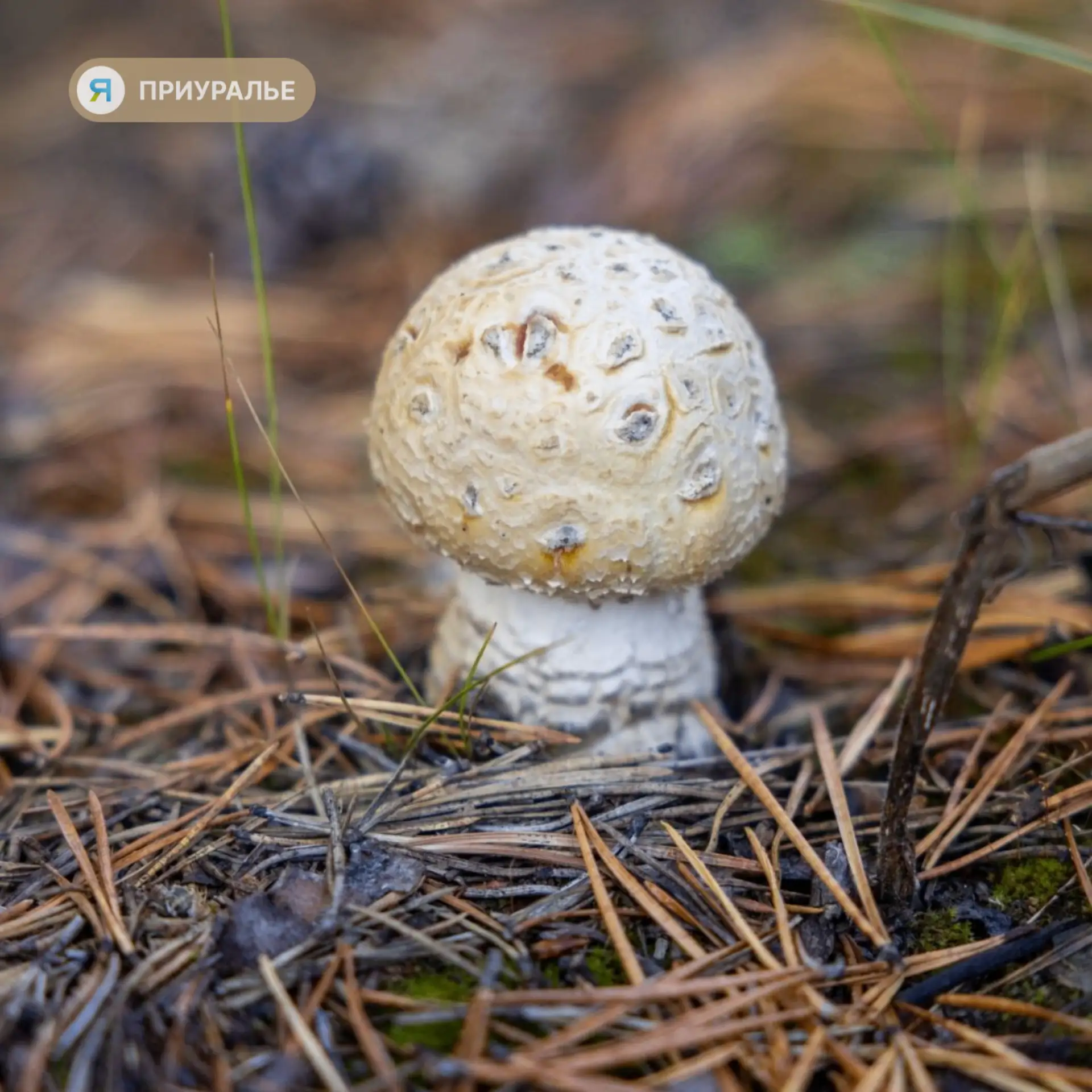 🍄Что скрывают ямальские леса