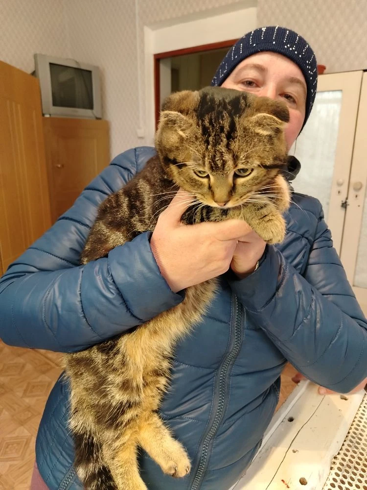 Наш пациент на кастрацию.