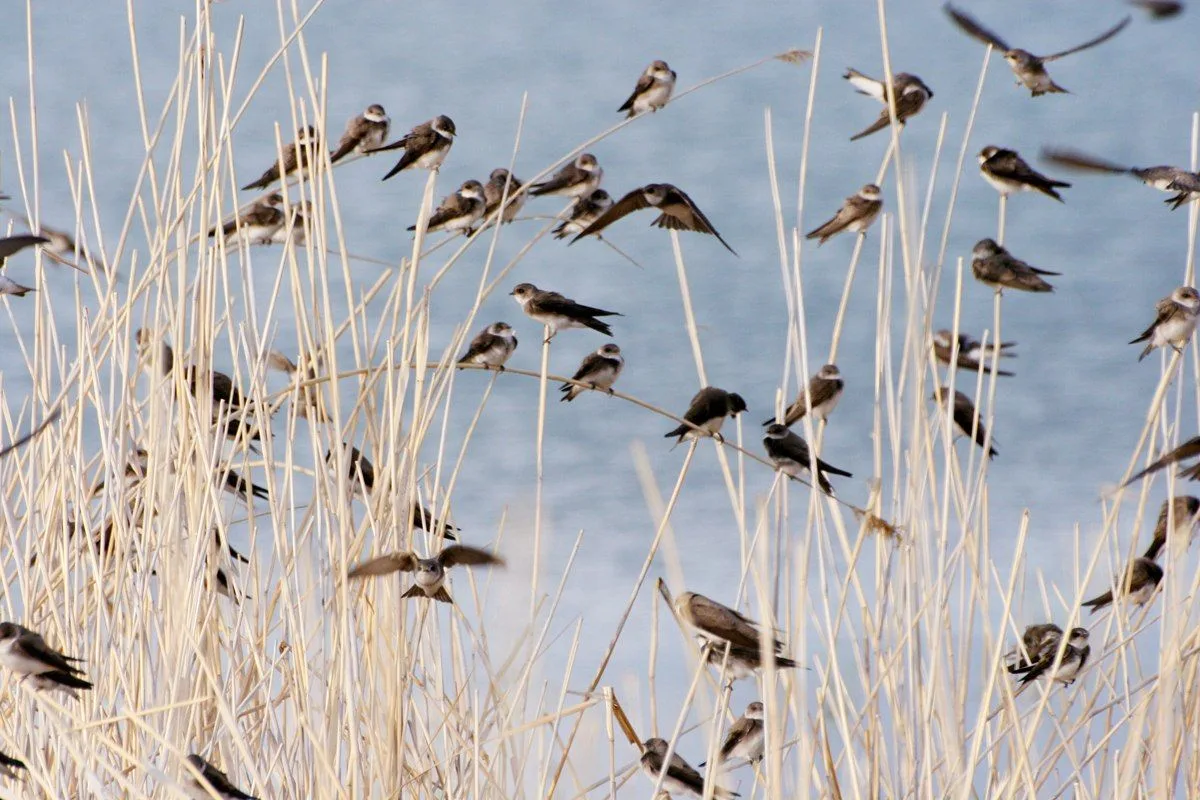 🦅 Лекция «Как наблюдать за птицами, или как стать хорошим бёрдвочером» уже сегодня веч...