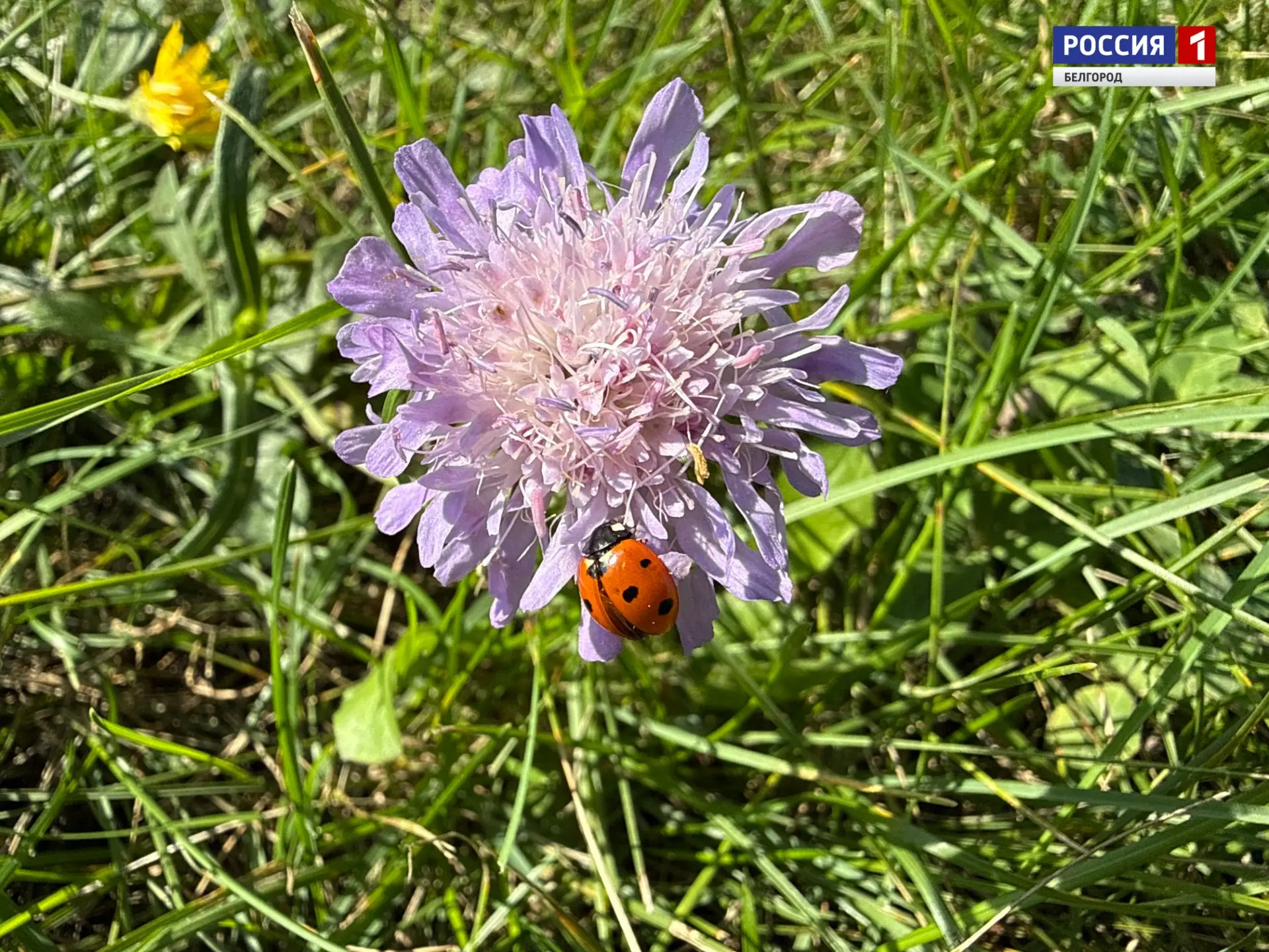 🐞 В первые октябрьские выходные дождей синоптики не обещают