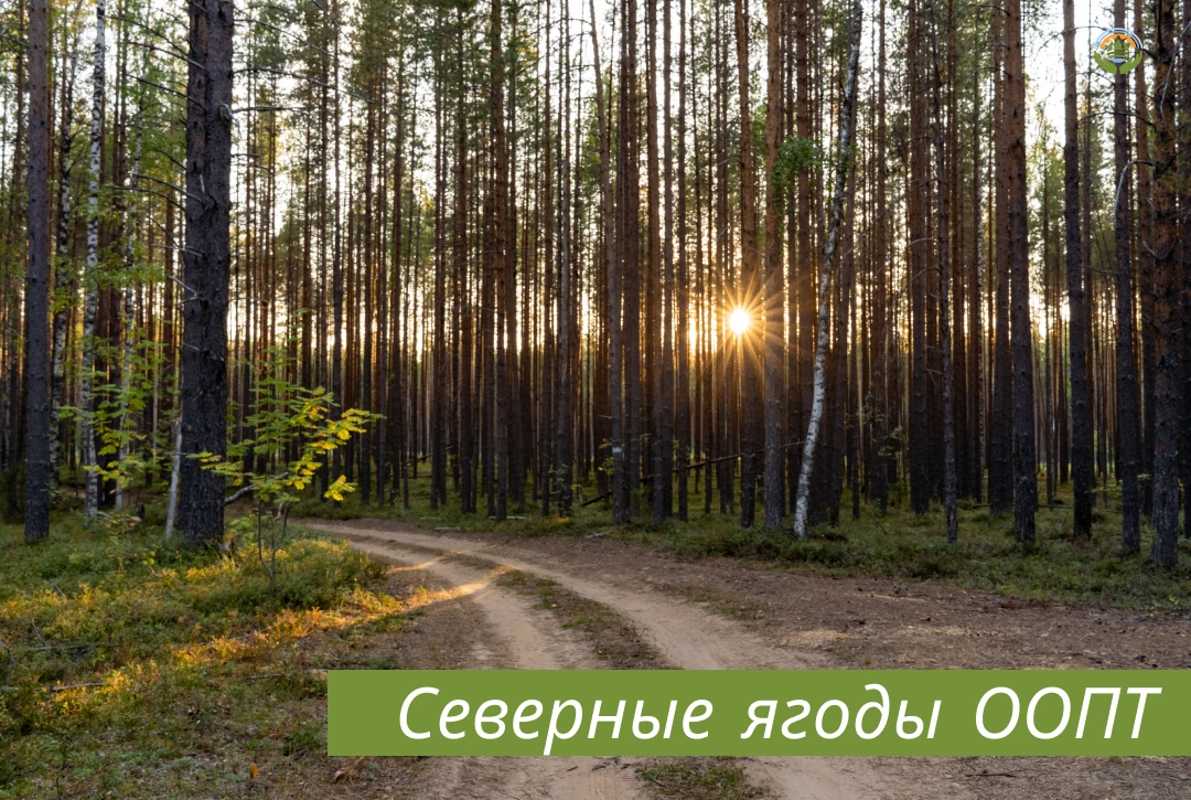 🤩🫐Витаминная кладовая особо охраняемых природных территорий

Особо охраняемые природные территории