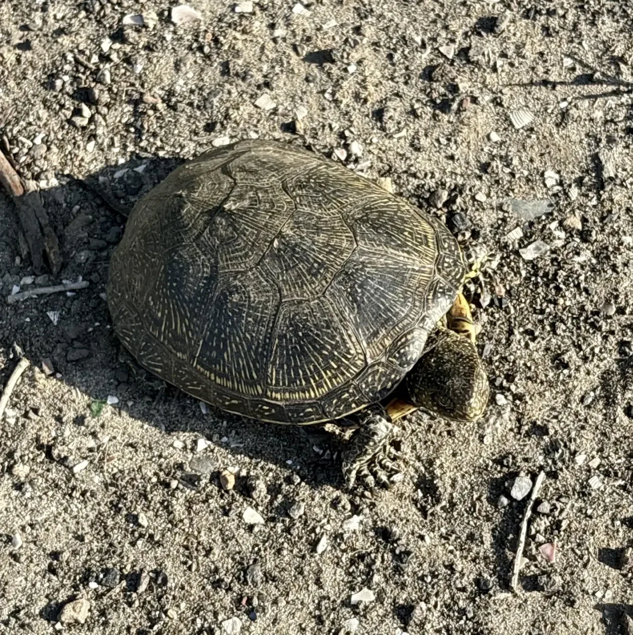 🐢🦔 Наши удивительные соседи: милые обитатели территории ХАУ! 💚  Херсонский аграрный университет — эт