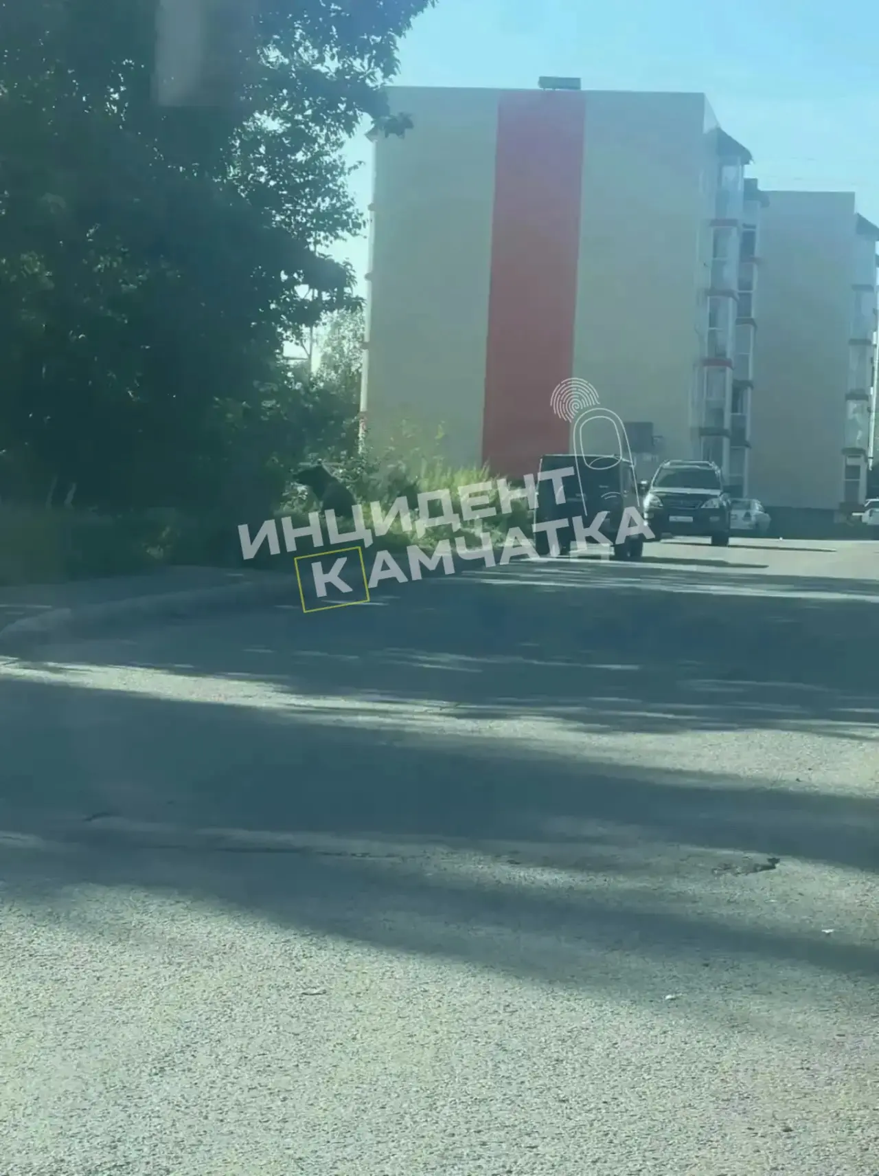 Медведя заметили возле детского сада в Елизове