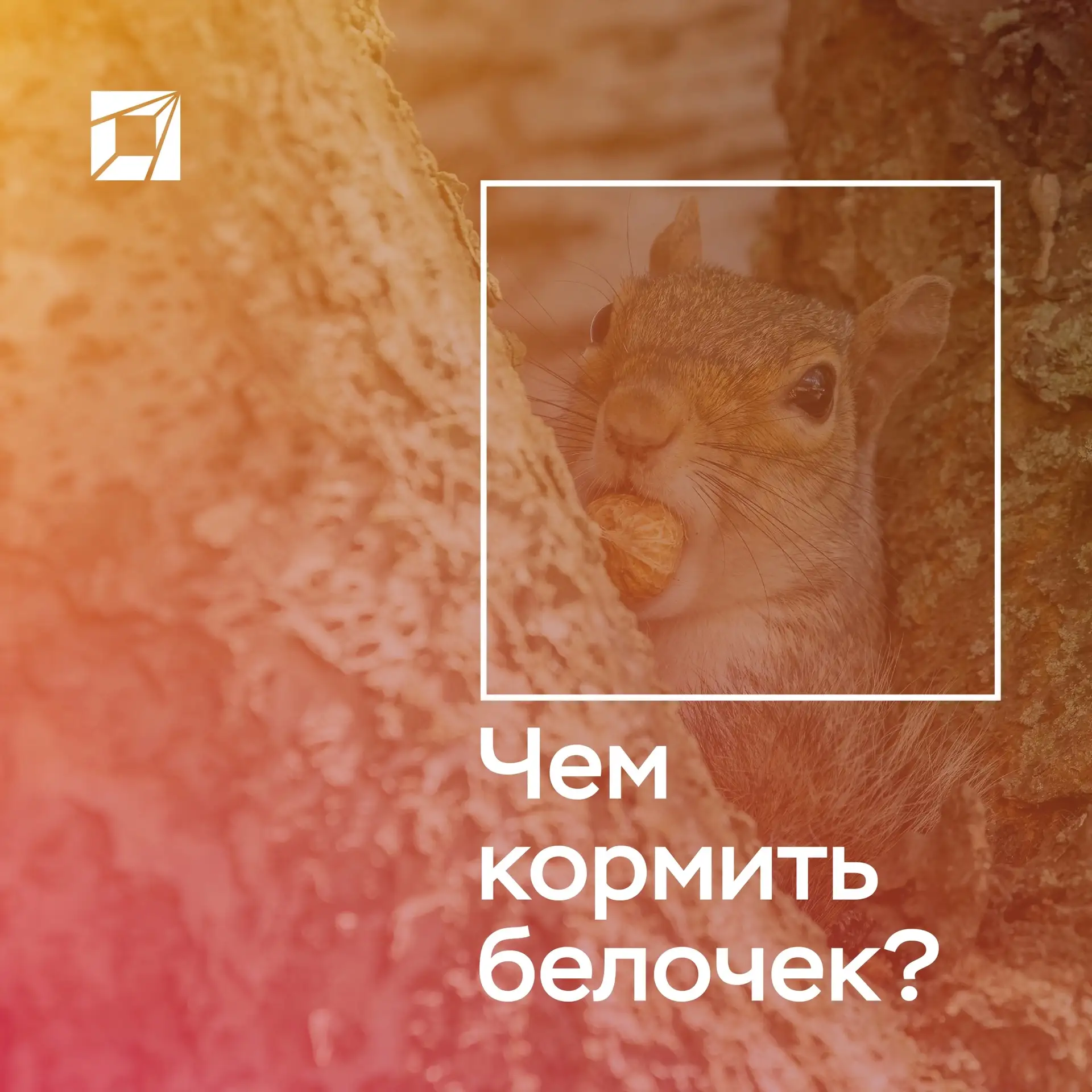 Наши маленькие друзья. А знаете, чем их кормить? 
 
Пушистые белки в нашем кампусе — настоящие звёзд