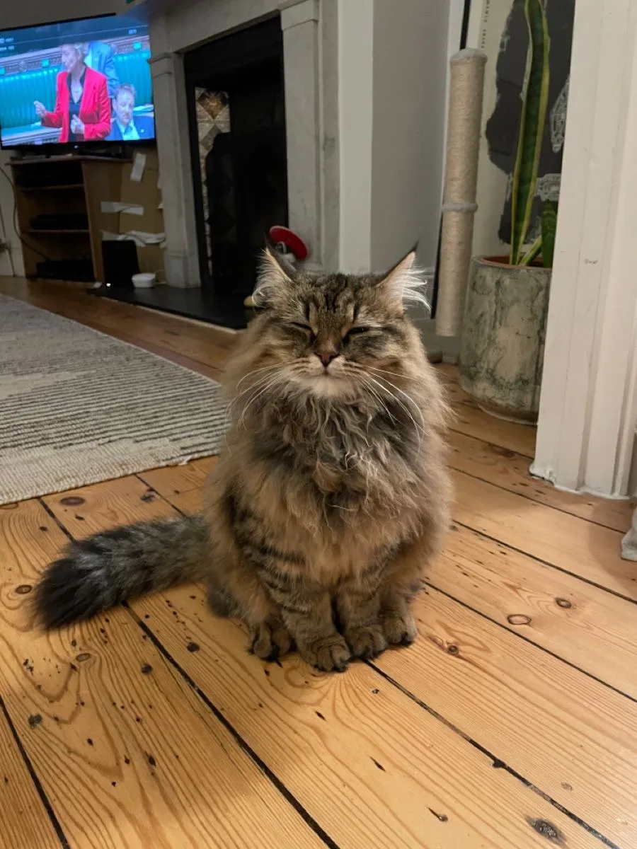 #КотикПодписчика 🥰