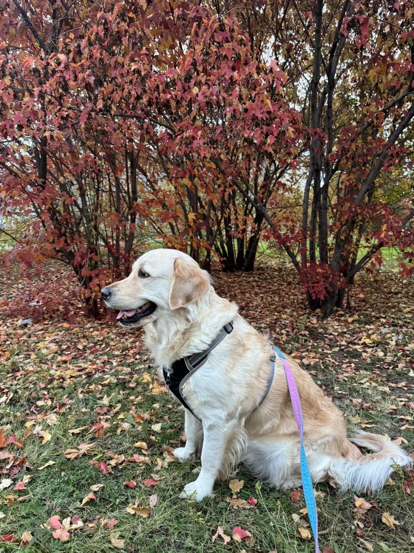 Золотая осень для золотой девочки. 🍂🐕 Люси идеально вписалась в эти краски!