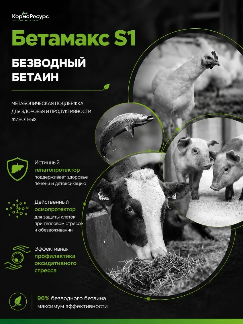 Бетаин — важный элемент метаболической поддержки животных 🐄🐖🐓