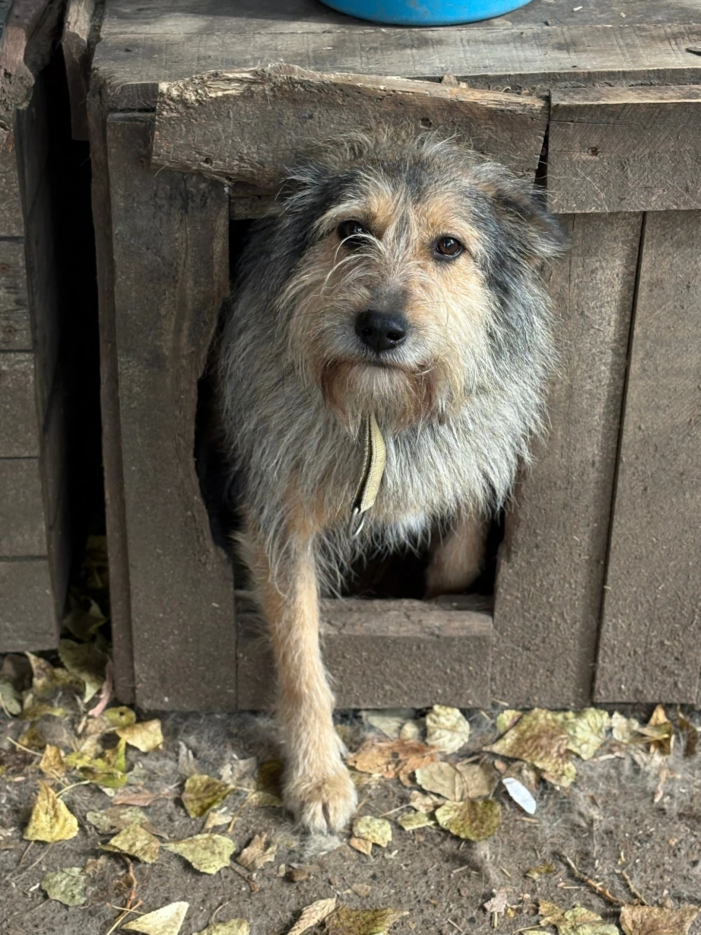 🐶 Бруняша: порция радости весом в одну собаку! 😍