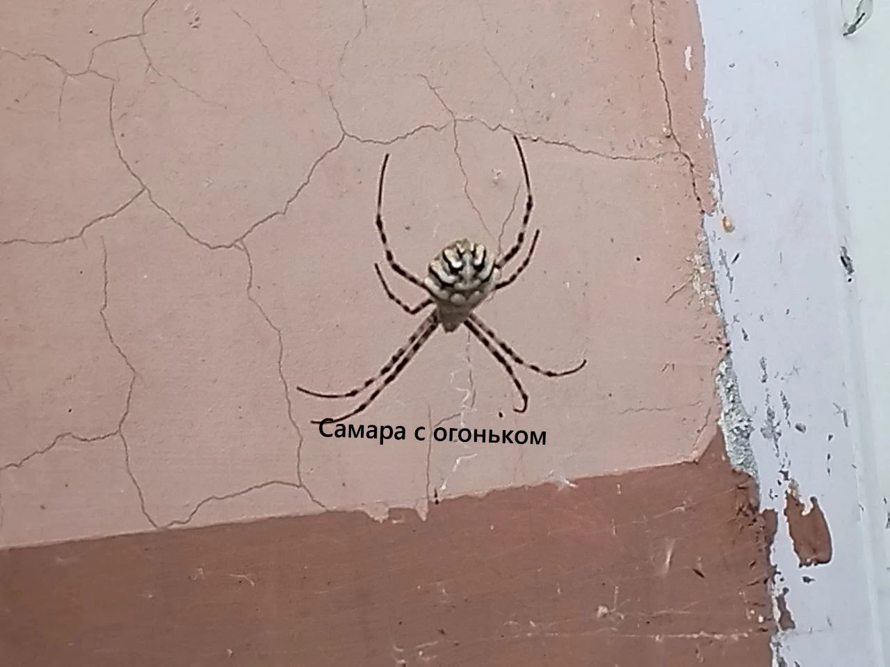 😱Вот такого «дружелюбного соседа» заметили самарцы