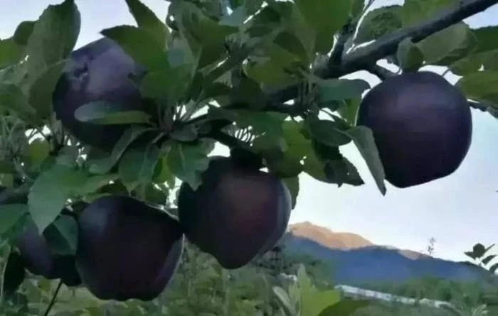 Черный бриллиант 🍎