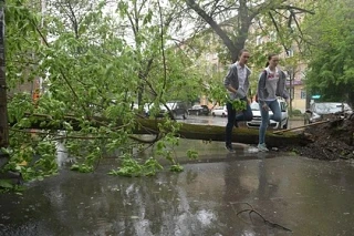 🌳Эколог рассказала, как восстановить зеленые насаждения в Ростове после шторма

Шторм повалил более