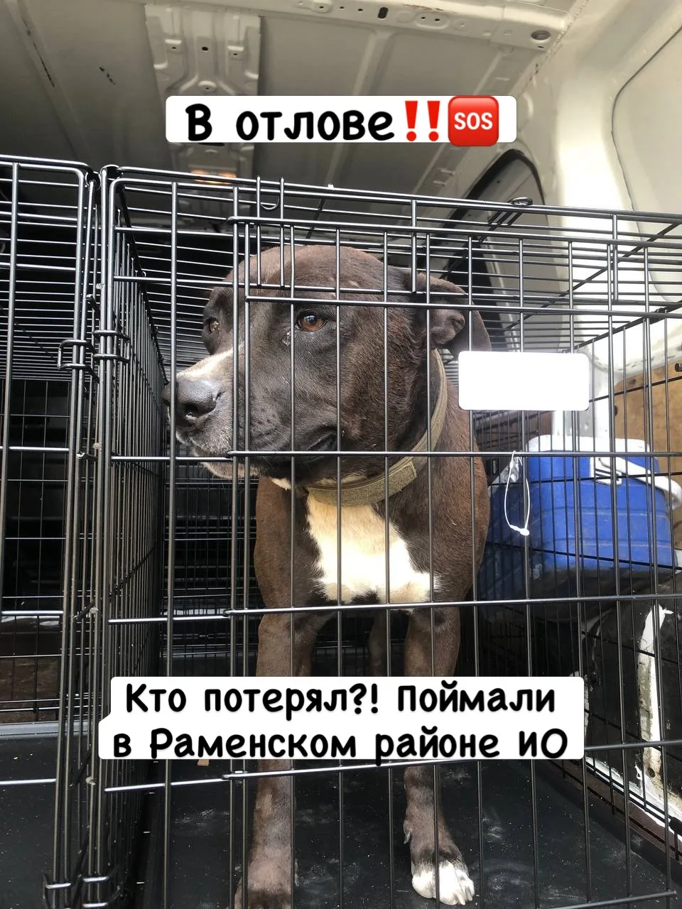 Найдена собака, Раменский район МО‼️