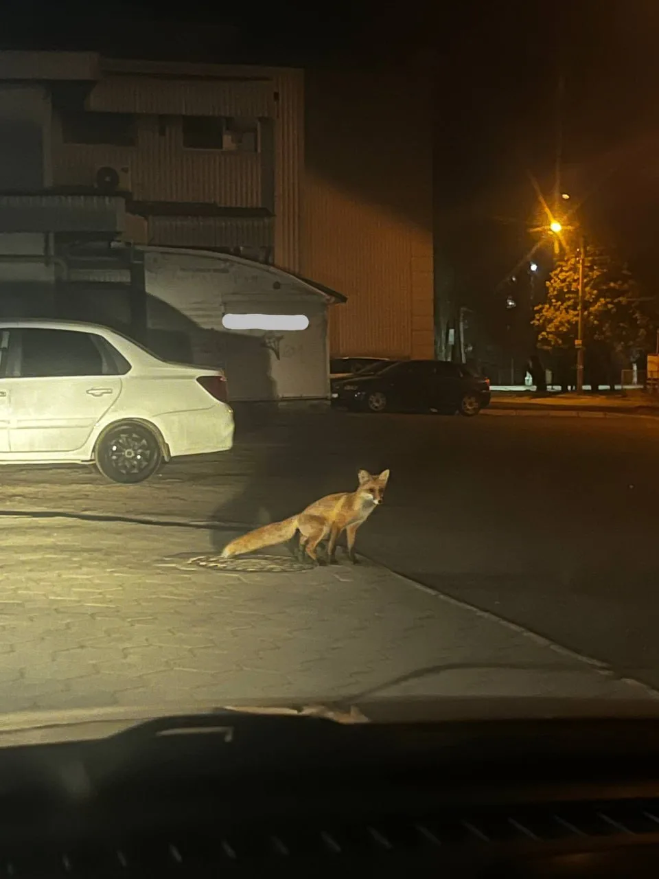 🦊 Лисы в Алчевске всё чаще подходят к людям