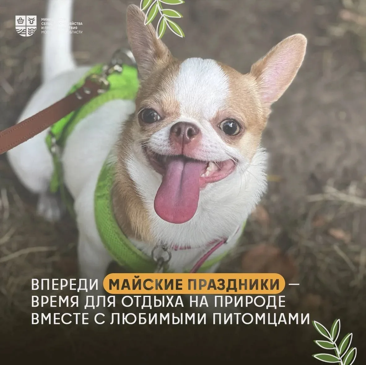 🦮 Отдых с питомцем: как сделать майские праздники безопасными   🐾 Майские праздники – отличный повод