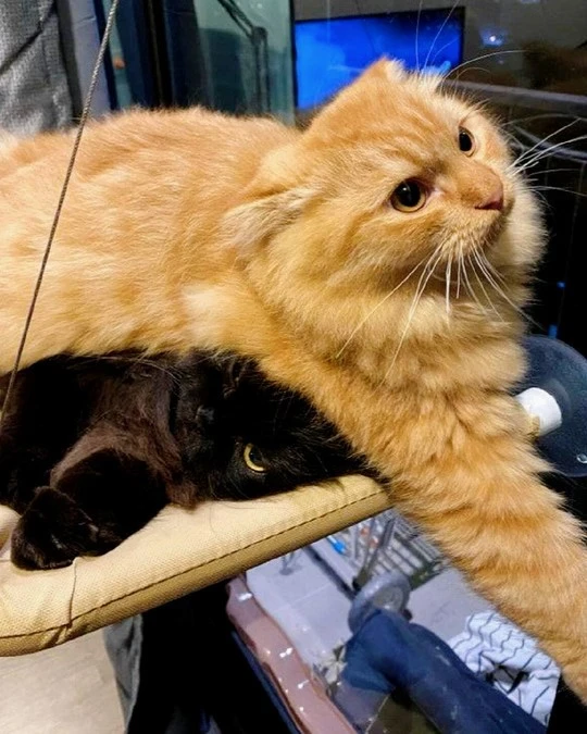 Взяли нового питомца, а с котом - не обсудили😅
