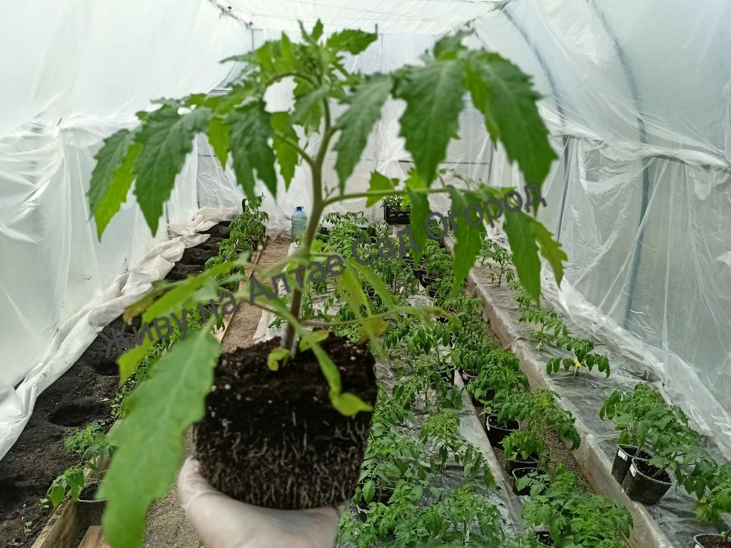 Денёк сегодня был отличный +30*.