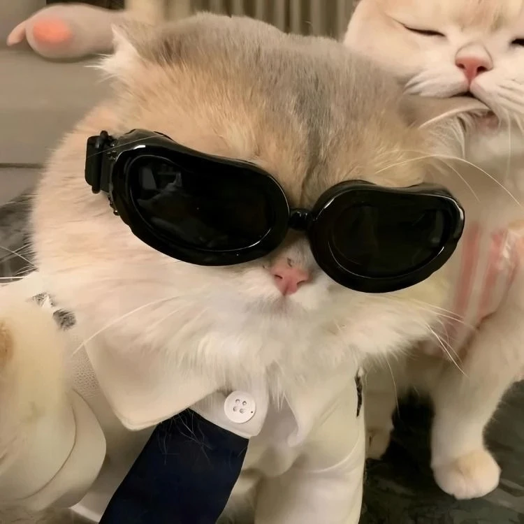 Парные авы с котиками 🐱