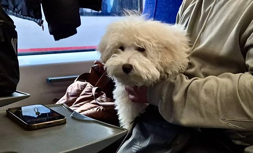 В путь с хвостатым другом

🚆 В январе-мае 2026 года в пригородных поездах Москва – Тверь, а также в