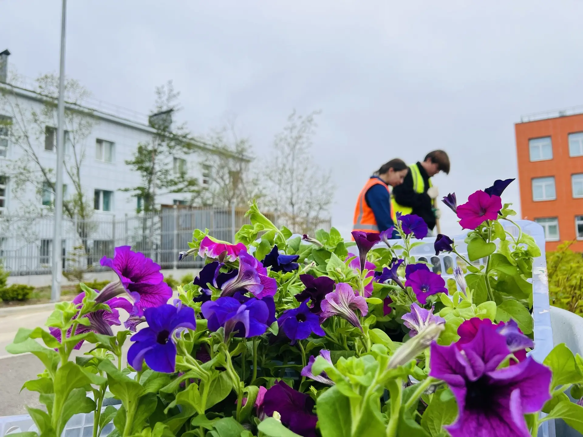 🌿 Работа трудовой бригады продолжается

🧹 В ходе благоустройства школьной территории участники бри