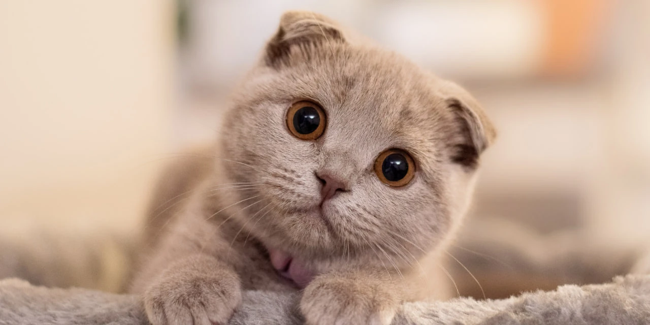 Кошки спасают этот мир