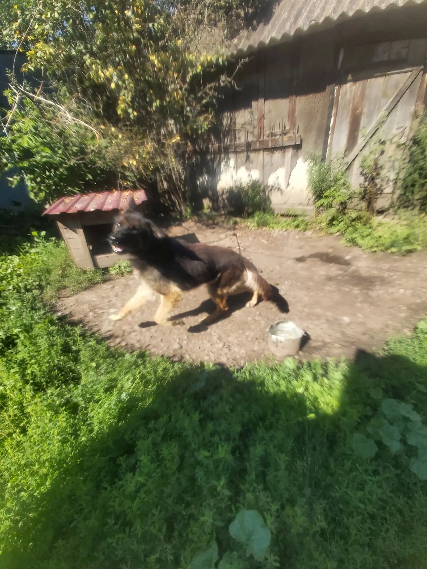 Пропадают две собаки из Медвенского района.