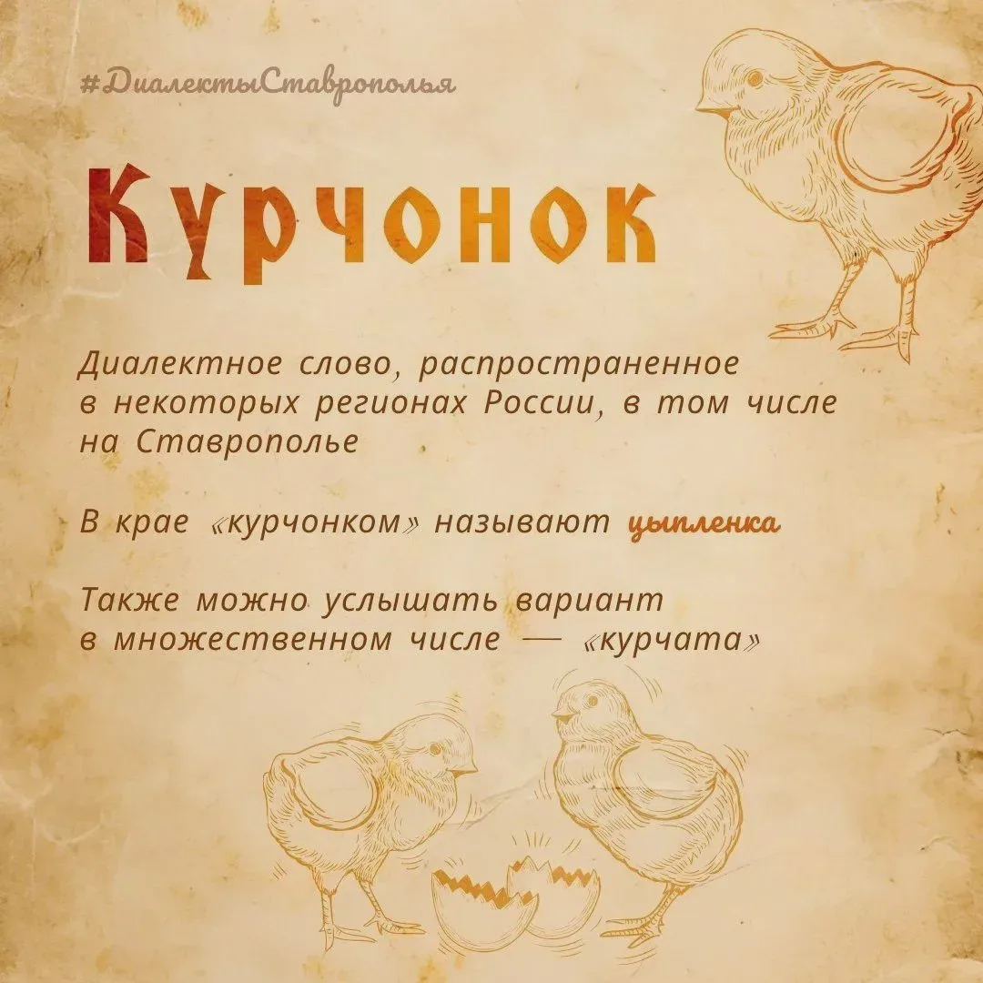 Курчонок — слово из диалектов Ставрополья