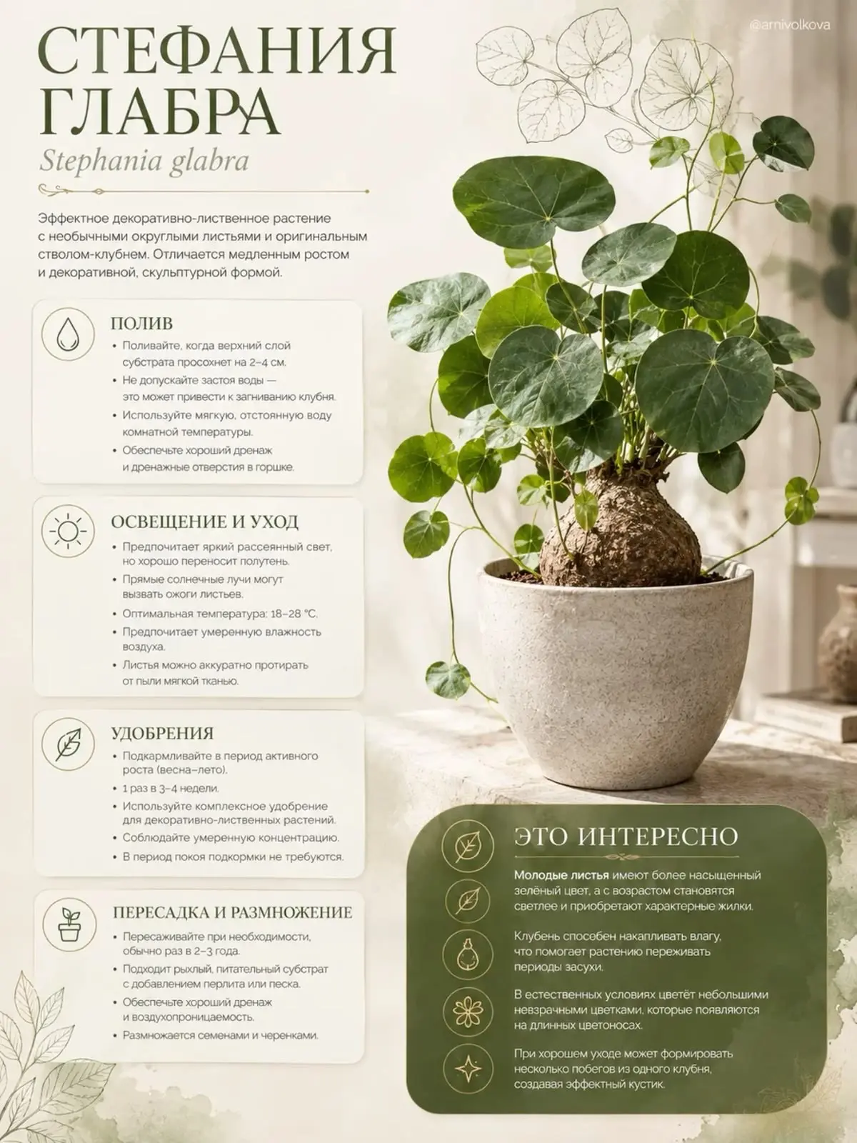 Уход за стефанией 🌱