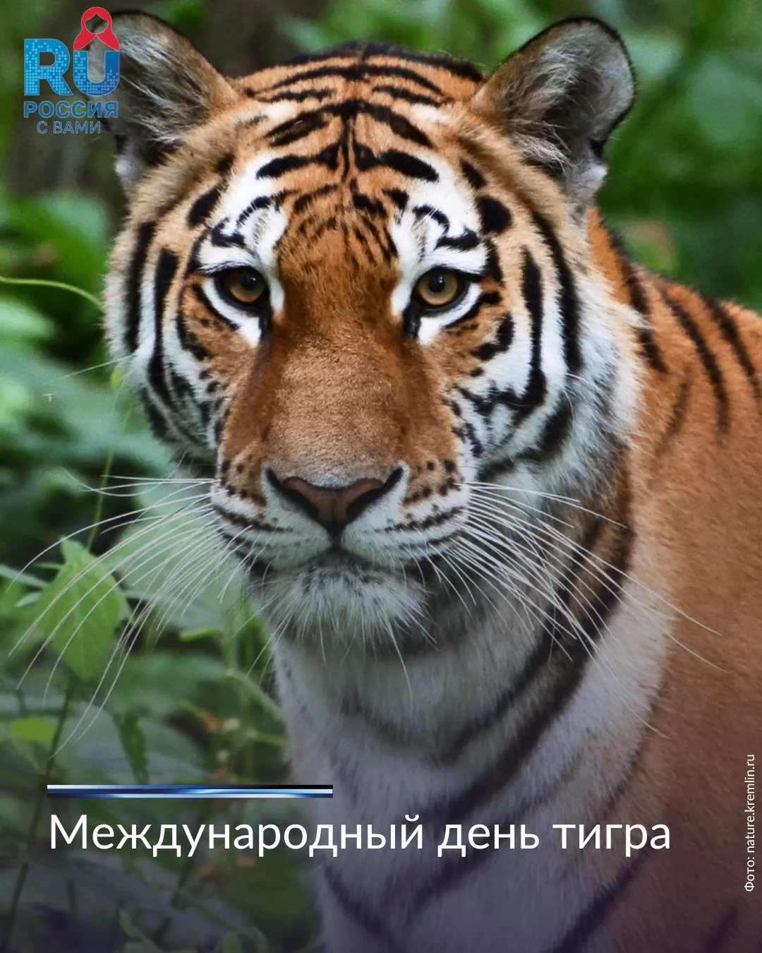 Сегодня отмечается Международный день тигра! А знаете ли вы, что самый крупный подвид в...