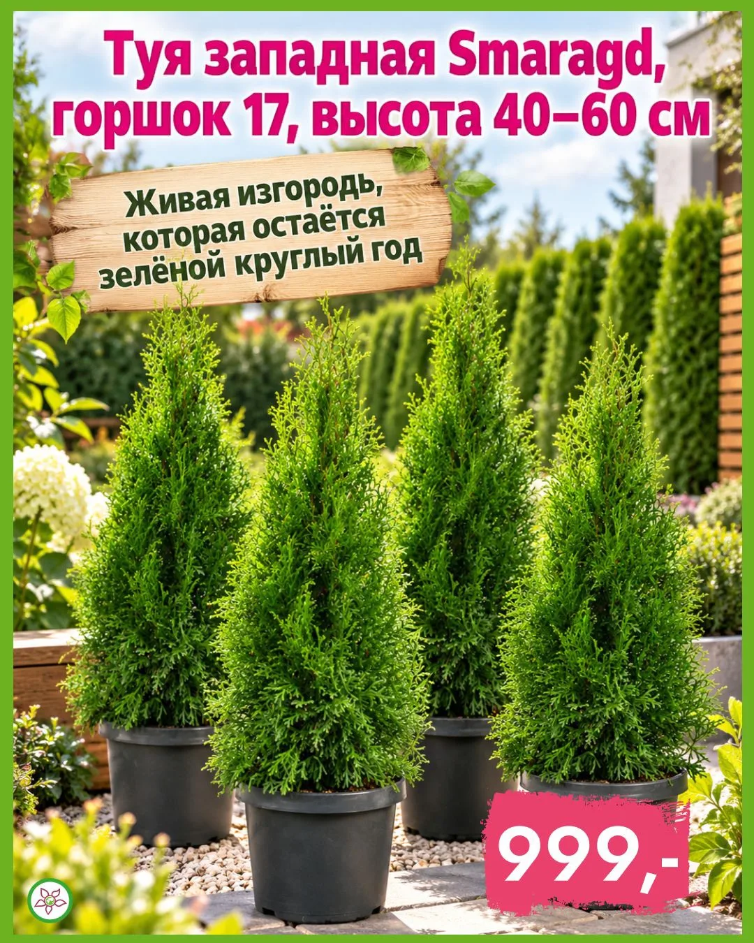 🌲 Живая изгородь, которая остаётся зелёной круглый год